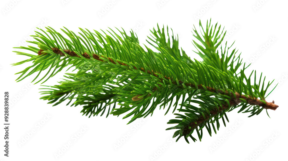 PNG Fir-tree branch nature plant green. PNG Fir-tree branch nature plant green.