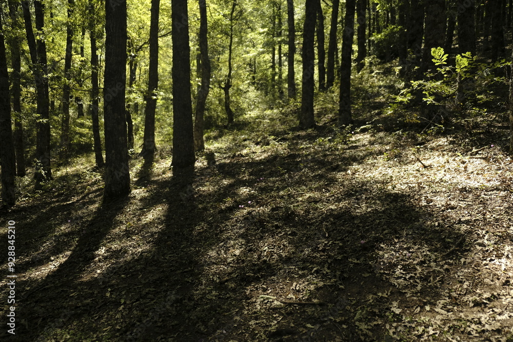 Fototapeta premium path in the forest