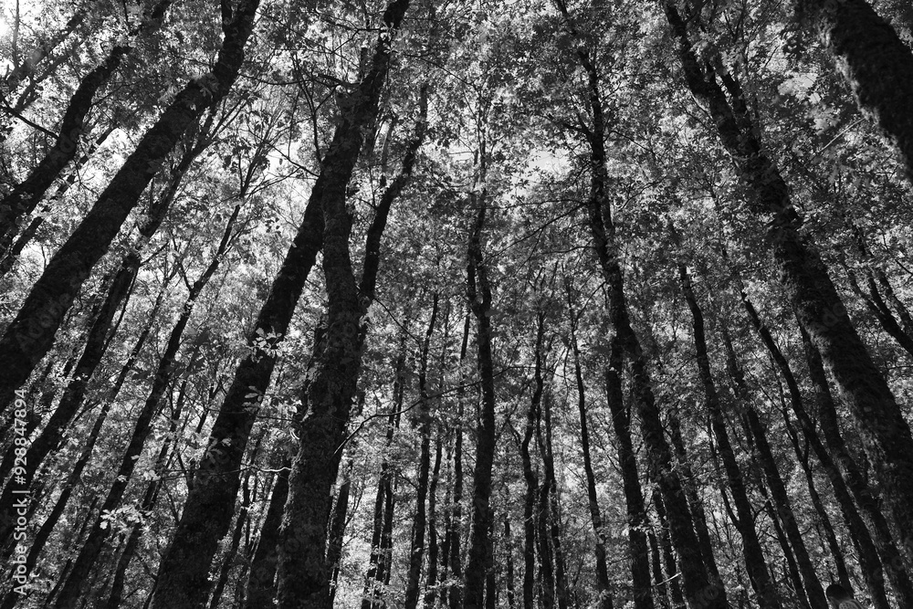 Obraz premium Trees alone