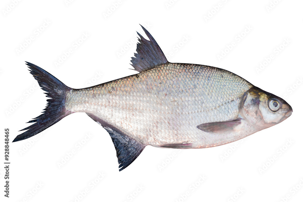 Abramis live fish isolated on transparent background. Live fish cut out object for design and advertising. Abramis live fish isolated on transparent background. Live fish cut out object for design and advertising.