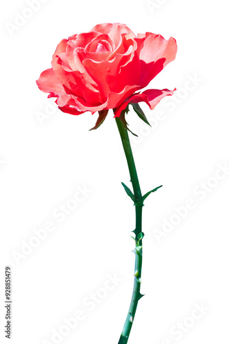 pink rose isolated on transparent background. flower without background object for design and advertising