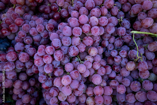 Photos Ripe Merlot or Cabernet Sauvignon red wine grapes ready to harvest in Pomerol, S