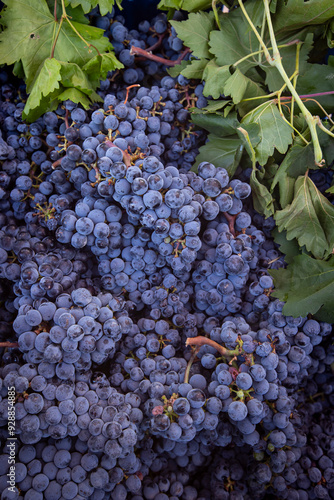 Ripe Merlot or Cabernet Sauvignon red wine grapes ready to harvest in Pomerol, Saint-Emilion wine making region, France, Bordeaux photo