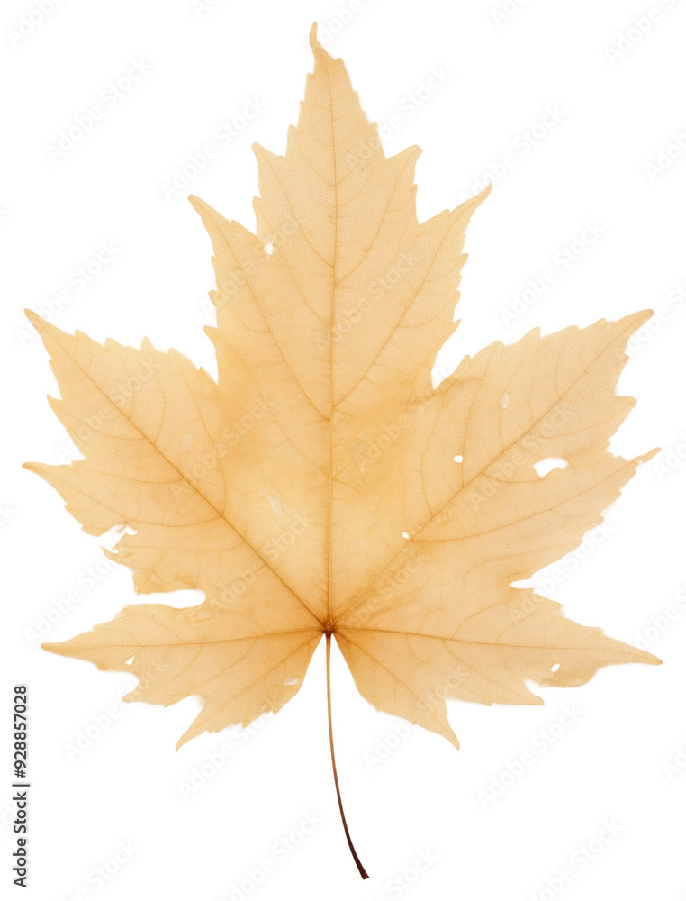 PNG Real Pressed a Maple leaf maple plant tree. PNG Real Pressed a Maple leaf maple plant tree.