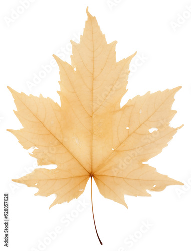 Wallpaper Mural PNG  Real Pressed a Maple leaf maple plant tree. Torontodigital.ca