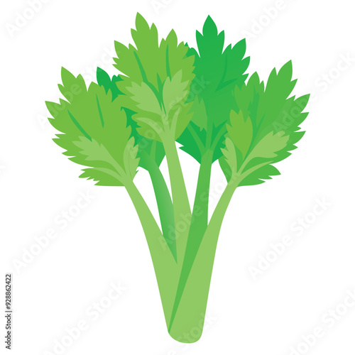 celery cabbage vector illustration, isolated on white