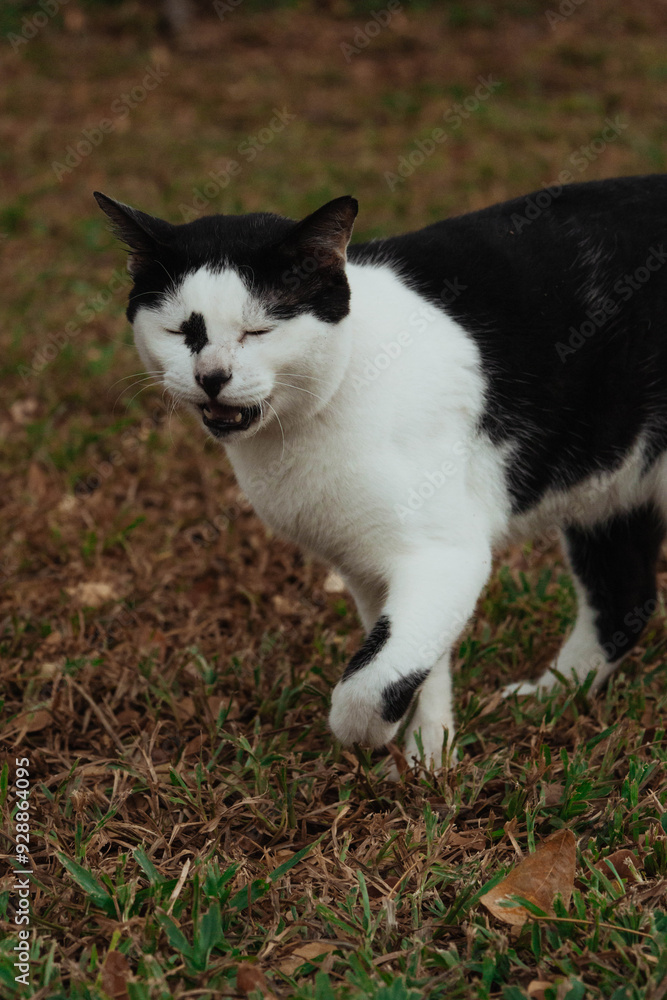A Sneezing Black and White Cat A Sneezing Black and White Cat