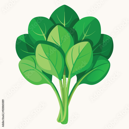 spinach vector illustration, isolated on white