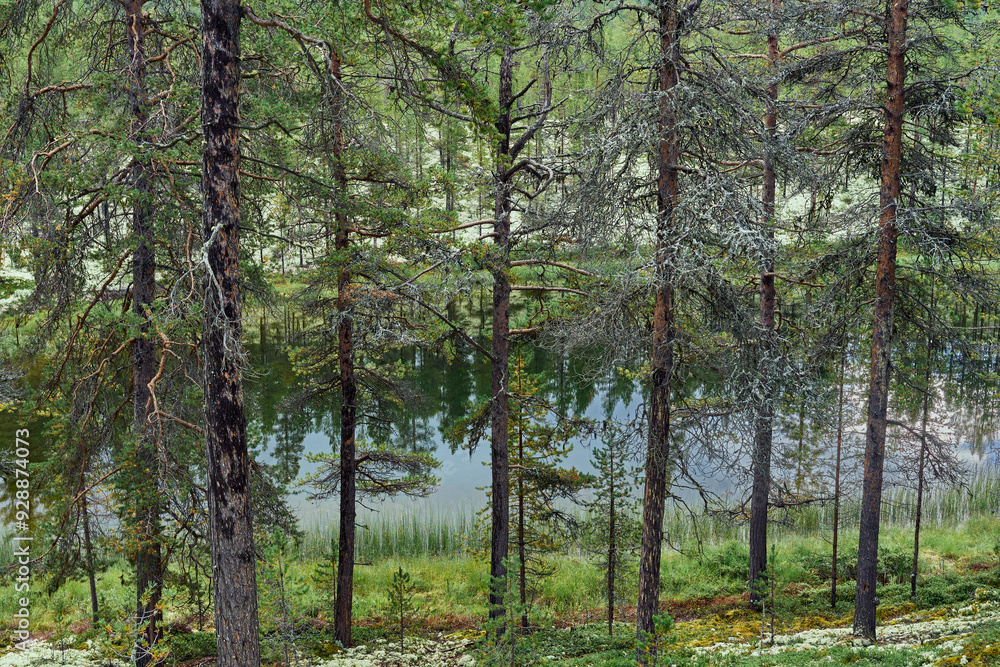 Fototapeta premium Images from the area of Folldal and the Kroktjønna Lakes, Norway, in August.