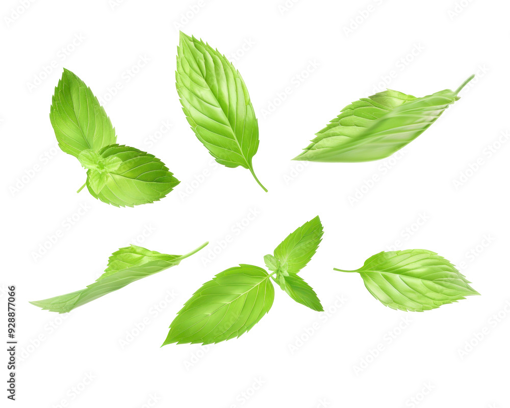 Green mint leaves isolated on transparent background. Green mint leaves isolated on transparent background.