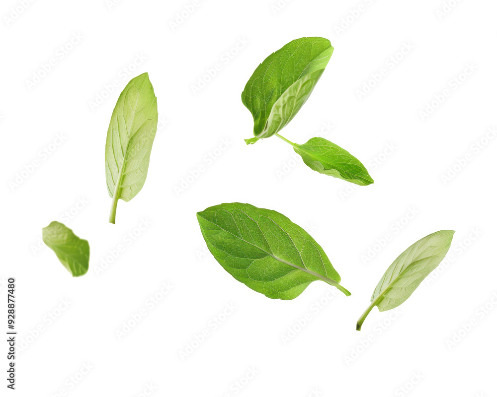 Five green leaves falling in front of a transparent background. Five green leaves falling in front of a transparent background.