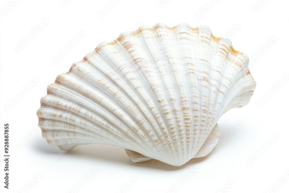Close-up of a White Seashell with Delicate Brown Stripes Isolated on a White Background Close-up of a White Seashell with Delicate Brown Stripes Isolated on a White Background