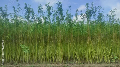 Green jute field. The jute is being dried on the ground. Jute is a type of bast fiber plant. Jute is the main cash crop of india. photo