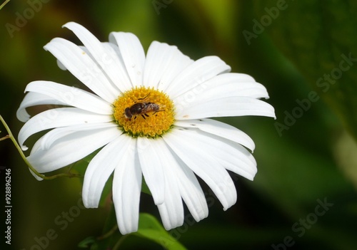 Eine Schwebfliege auf einer Margarite