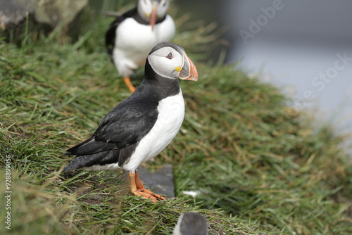 Puffin Iceland