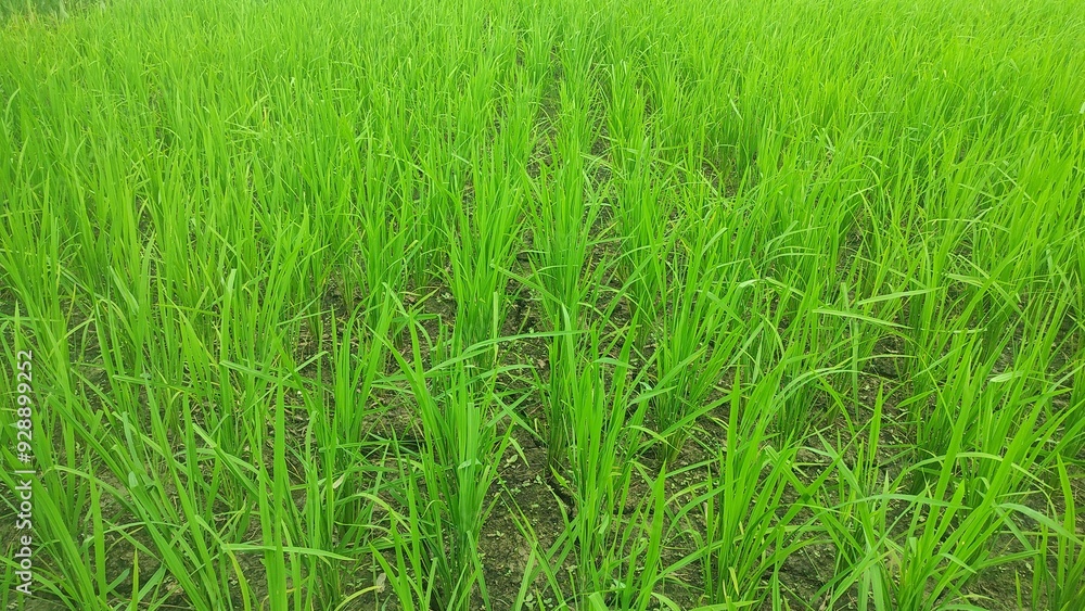 Obraz premium growing rice plant, growing plant, pattern of rice, farm rice agriculture,