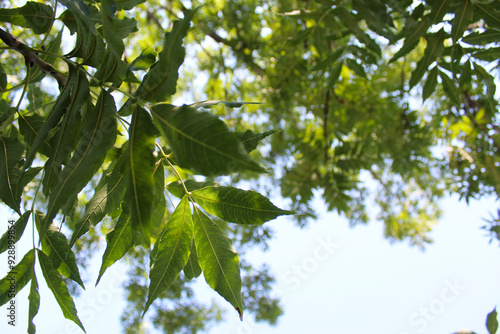 green leaves in the sun, background of green leaves on blue sky