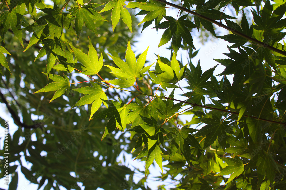 Fototapeta premium green leaves against the blue sky, background of green leaves