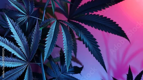 Vivid colors in cannabis leaves silhouette background