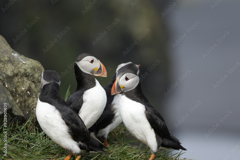 Fototapeta premium Puffin of Iceland