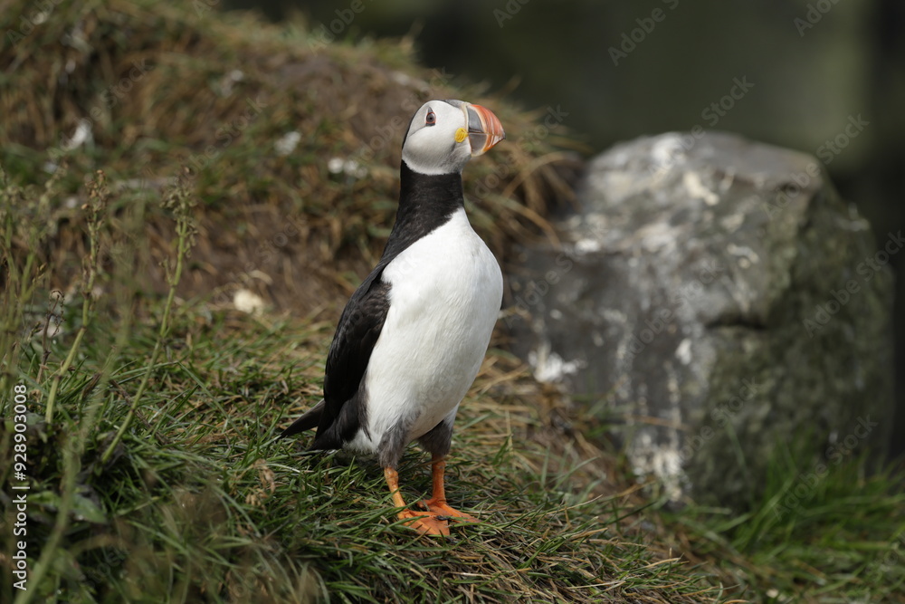 Puffin of Iceland Puffin of Iceland