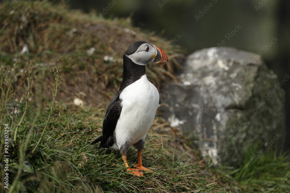 Fototapeta premium Puffin of Iceland