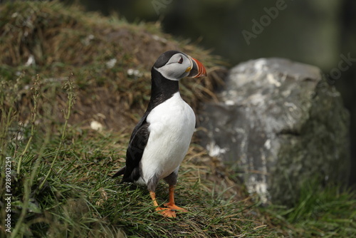 Puffin of Iceland