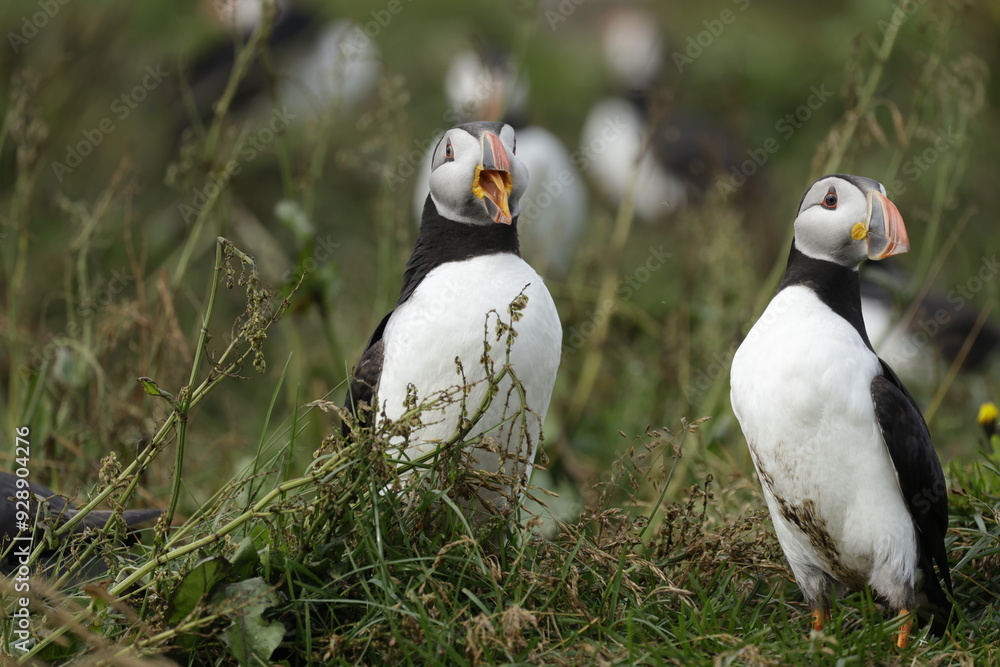 Naklejka premium Puffin of Iceland