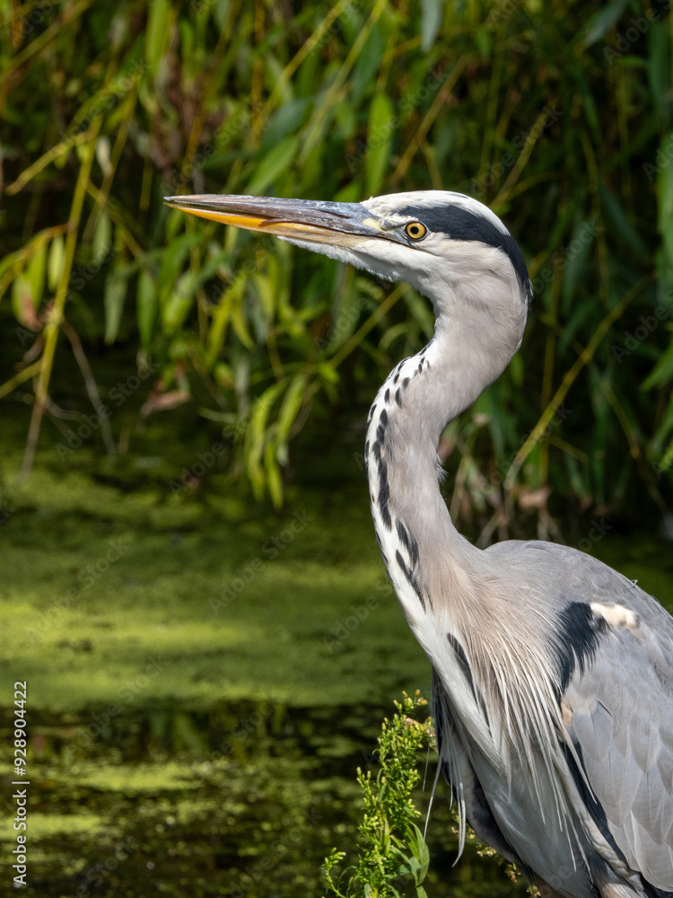 Reiher Reiher