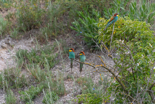 Wallpaper Mural Eine Gruppe Bienenfresser sitzt auf einem kahlen Baum Torontodigital.ca