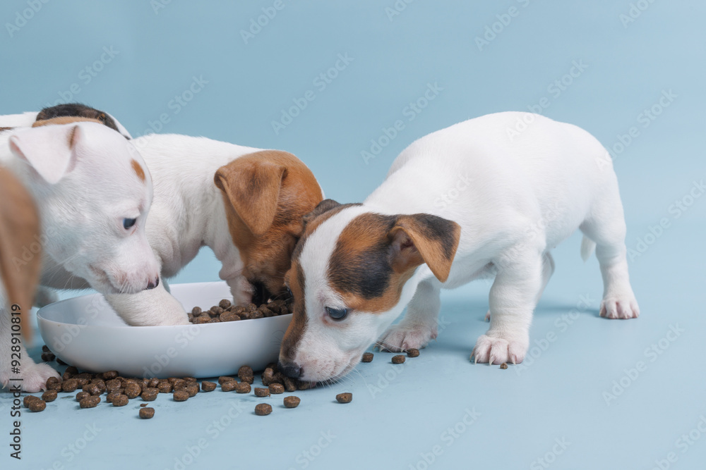hungry jack russell terrier puppies eating from a bowl of food hungry jack russell terrier puppies eating from a bowl of food