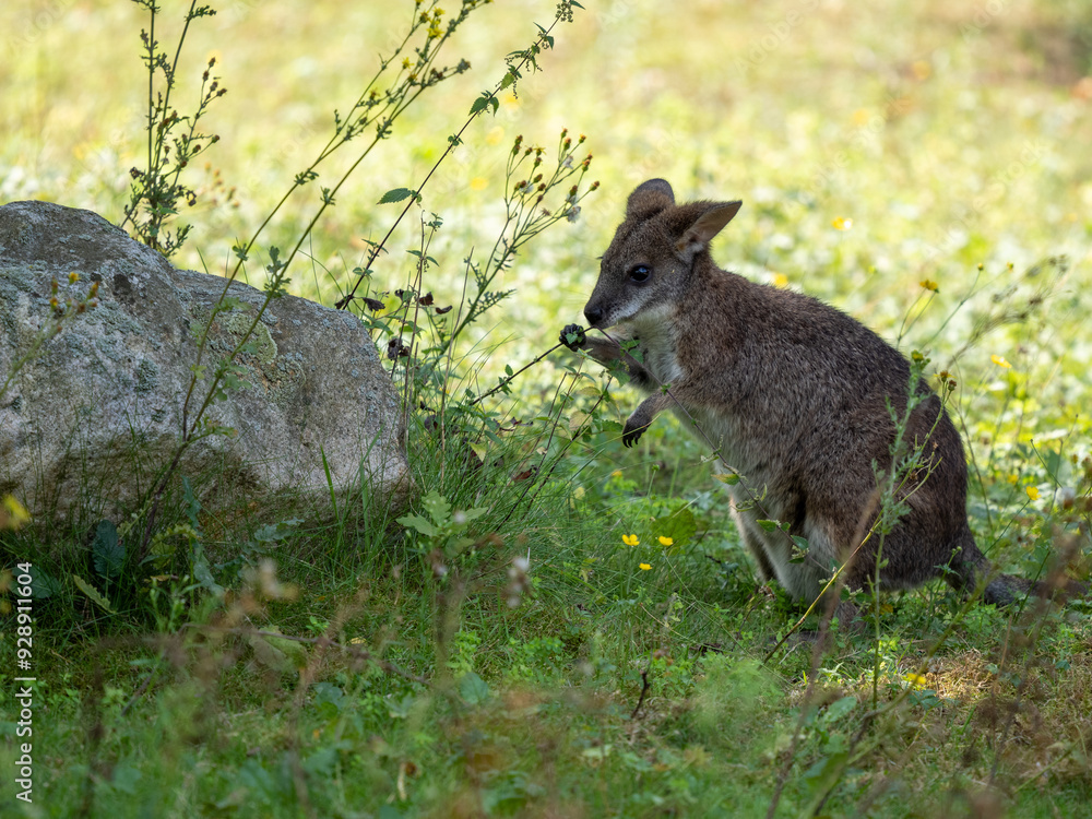 Fototapeta premium Känguru