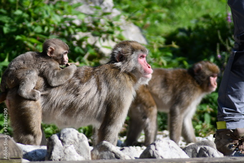 
MACACHI GIAPPONESI DI MINOO, PRESSO AFFENBERG DI LANDSKRON, AUSTRIA.
