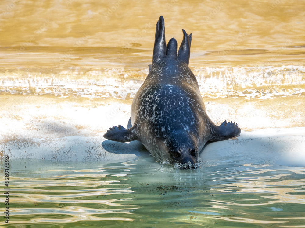 Fototapeta premium Robbe