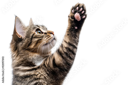 Close-up of playful tabby cat reaching out with paw. Isolated on transparent background. perfect for pet-themed designs or cat lover content.