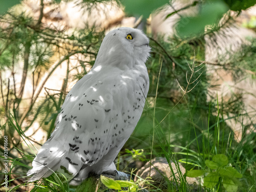 Schneeeule photo