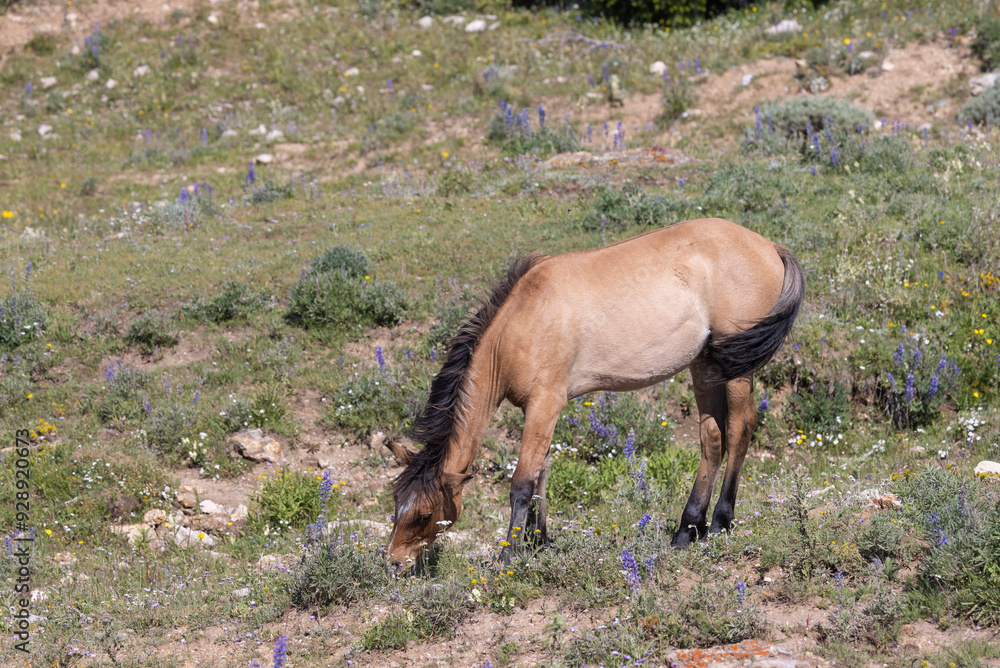 Beautiful Wild Horse in Suimmer int he Pryor Mountains Montana Beautiful Wild Horse in Suimmer int he Pryor Mountains Montana