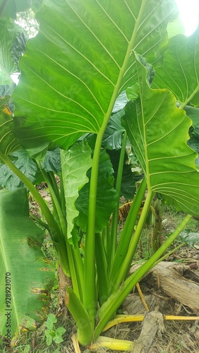 Alocasia brisbanensis is a plant species in the family Araceae. this plant is usually called lily or cunjevoi. has very broad leaves, natural green photo