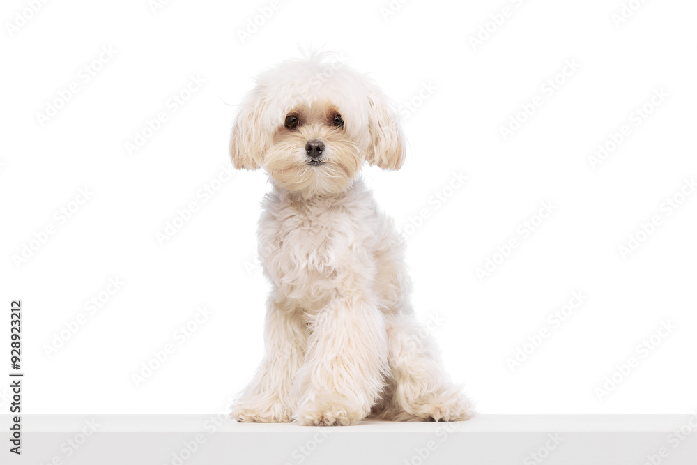 Obraz premium Calm furry pet sitting against white studio background. Cute purebred Maltese. Funny little muzzle. Concept of grooming cervices and veterinaries, pet lovers, friendship.