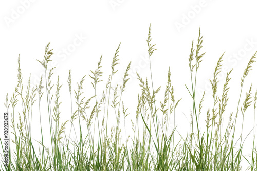 Green grass with seed heads against a transparent background. perfect for nature and garden-related projects.