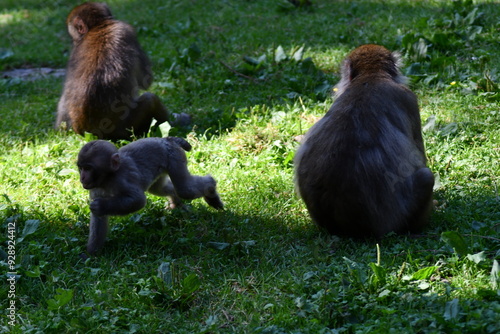 
MACACHI GIAPPONESI DI MINOO, PRESSO AFFENBERG DI LANDSKRON, AUSTRIA.
 photo