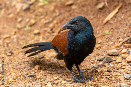 greater coucal photo