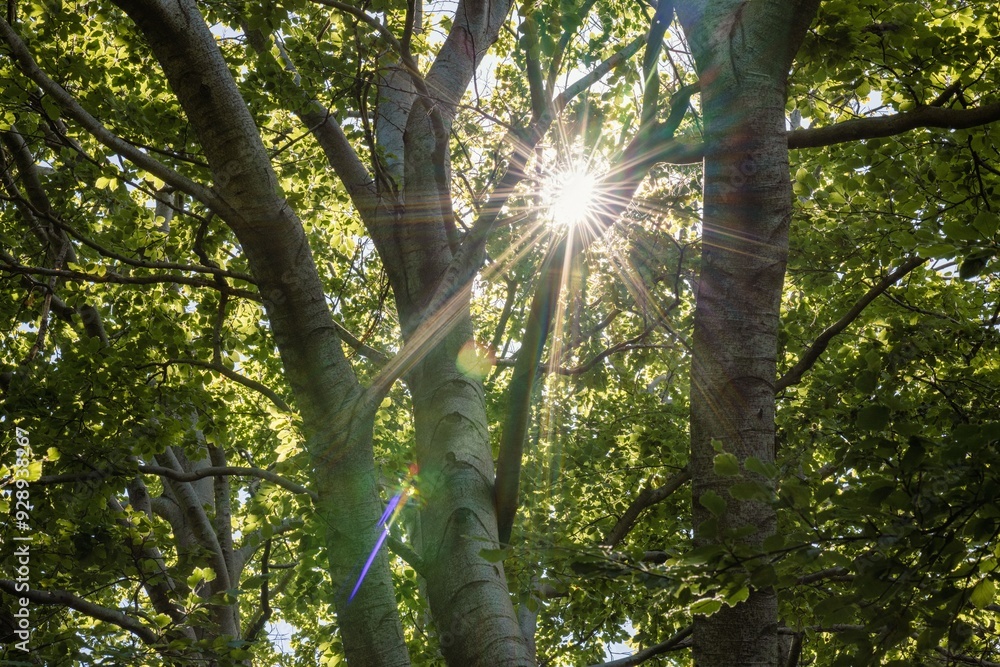 Fototapeta premium Sunlight filtering through lush green forest trees