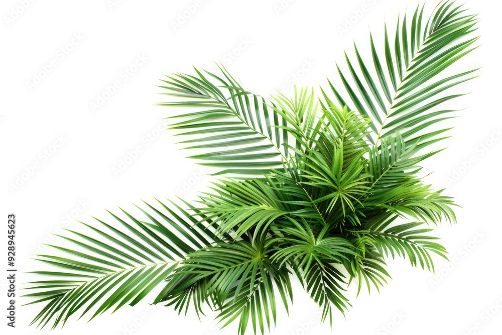 A close-up view of a single plant growing on a clean white background A close-up view of a single plant growing on a clean white background