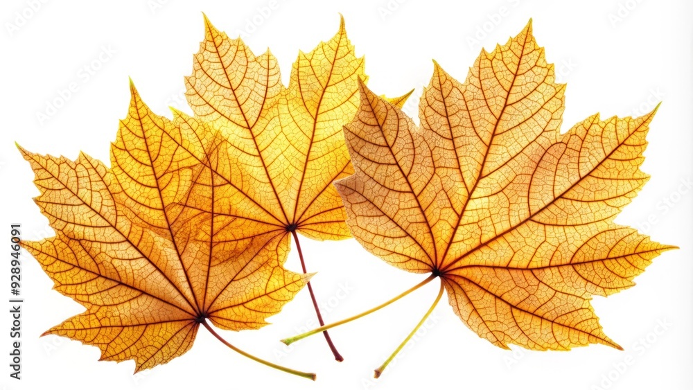 Fototapeta premium Golden autumn leaves with delicate veins and stems isolated on a clean white background, showcasing their intricate natural beauty and vibrant fall colors.