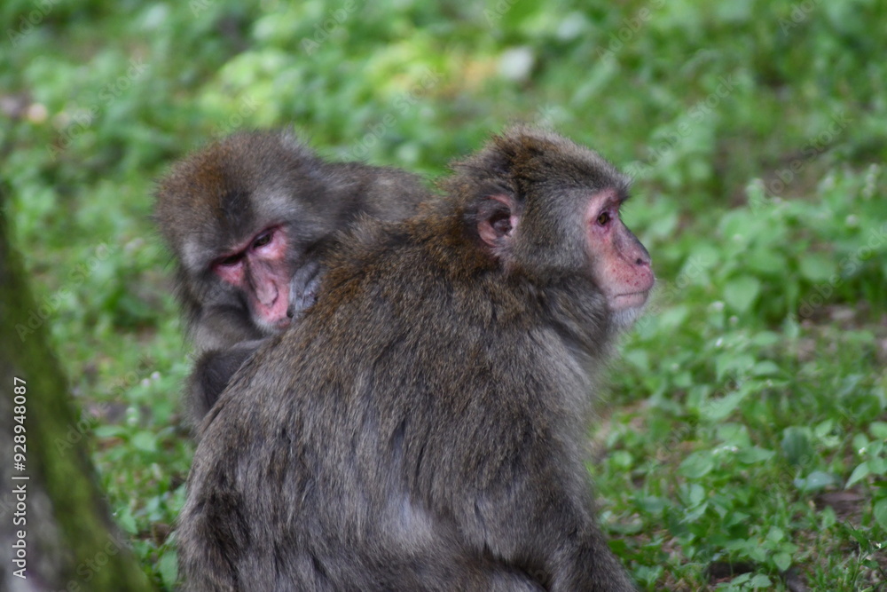 Fototapeta premium MACACHI GIAPPONESI DI MINOO, PRESSO AFFENBERG DI LANDSKRON, AUSTRIA. 