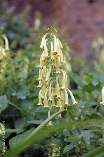 Closeup of yellow Cape figwort blooms, Derbyshire England
 photo