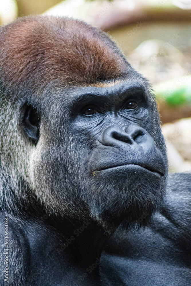 Obraz premium Great Silverback