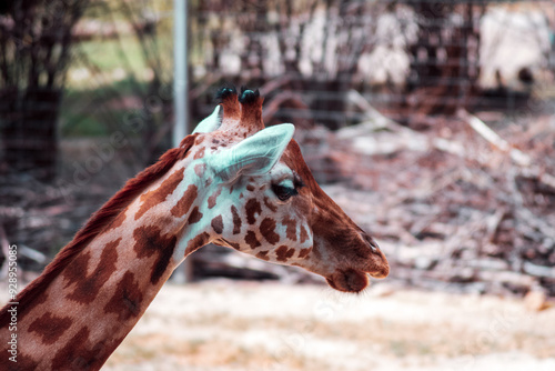 Photography close up of a giraffe