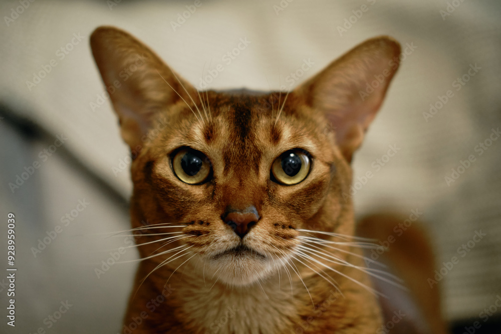 A charming red-haired Abyssinian cat poses on an armchair in an apartment. A domestic purebred cat with smooth brown fur and yellow eyes. Close view face portrait. A charming red-haired Abyssinian cat poses on an armchair in an apartment. A domestic purebred cat with smooth brown fur and yellow eyes. Close view face portrait.